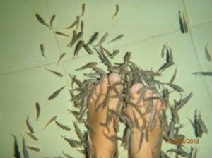 פילינג ופדיקור דגים בבריכה מחוממת